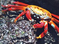 12 - Sally lightfoot crab